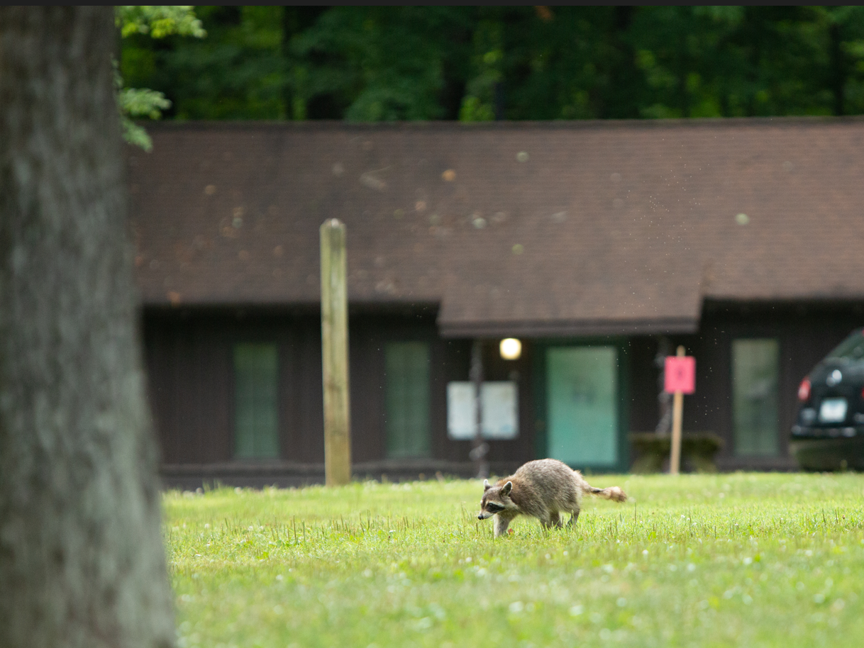 Senior Racoon Thursday at MSC Senior Week – Midwest Summer Camp